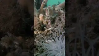 Extraordinary Animals: Hairy Frogfish