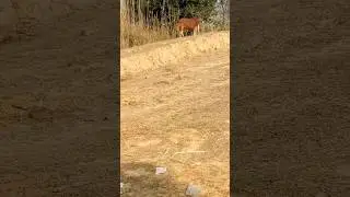 famr life villages cows short 💯🔥#dairyfarm #shortvideo #ytshort