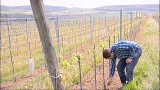 Weingut Dockner: Arbeiten im Mai