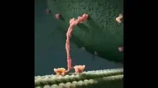 This is how Protein Moving in Microscope