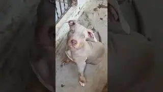 Conhe&ccedil;a a Evolu&ccedil;&atilde;o de um Pitmonster