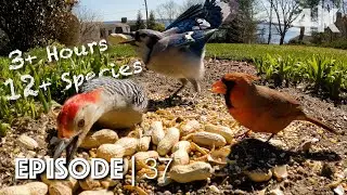 3 HOURS of Beautiful Birds to Watch | VIRTUAL Birdwatching | 4K UHD
