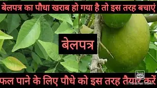 बेलपत्र का पौधा खराब हो रहा है  फल नहीं आते हैं  पौधे को इस तरह से तैयार करें फलों से भर जाएगा पौधा