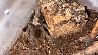 MICRO WILDERNESS UNBOXING!!