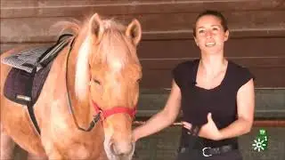 La Intervenci&oacute;n Asistida con Animales es SALUD.