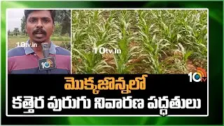 మొక్కజొన్నలో కత్తెర పురుగు నివారణ పద్ధతులు | Fall Armyworm Management In Corn Crop | 10TV