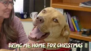 K9 на один день - Геркулес