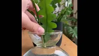How to water propagate a fishbone cactus