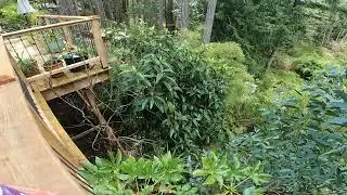 Growing Loquat trees in the North Pacific