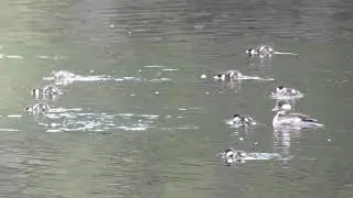 Female Bufflehead Duck Swimming with Ducklings Feeding
