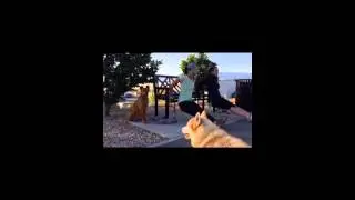 Pooch Partners' Fitness Classes
