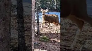 Mule deer family living at 7000 feet above sea level. Colorado deer.