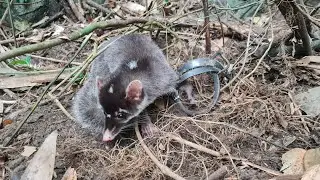 FULL VIDEO: Eric's 20-Day Wildlife Trapping Journey: Unveiling the Mysteries of the Jungle