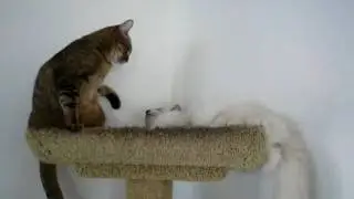 Mims vs Kotton Fight #1,304