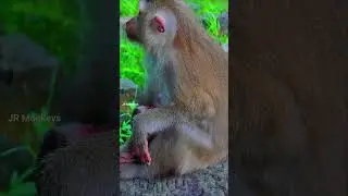 Emotional reaction of little monkey! Baby Lucy feeling hungry milk while mother feeling boring