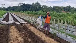 THE SECRET BEHIND PERFECT ORGANIC FERTILIZER APPLICATION WITHOUT ANY EQUIPMENT! -Agriculture Farming