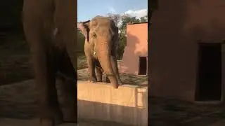 The Worlds largest land animal||Elephant🐘||#shorts #elephant #dance