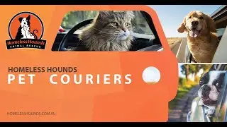 How to become a Pet Courier - Webinar (October 2020)