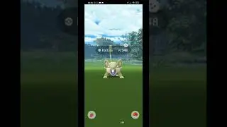 Rattata shiny | Pok&eacute;mon Go