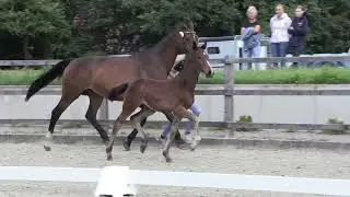 Hengstfohlen Asgard&lsquo;s Ibiza x Sancisco x Argentan
