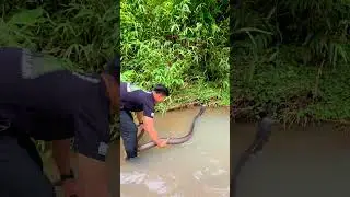 Man Rescues Giant Snake from River! 🐍💦 Wild & Wet Save! #ViralShorts #SnakeRescue #WildlifeAdventure