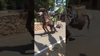 KUDA APA INI YA 🤣🤣 #comedyshorts #babylucu ##funny #karnaval