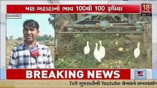 Potato Prices Plunge in Banaskantha – Farmers Can’t Even Recover Labour Cost, Demand Govt Help | TV9