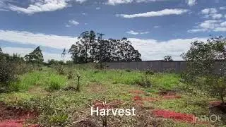 Pink Pepper harvest 2020