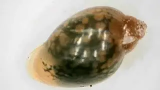 physella acuta
