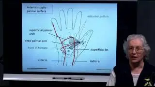 3  The palm neurovascular structures