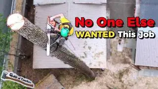 Three MASSIVE trees needed to be removed! Triple Tree TROUBLE! - Part 2