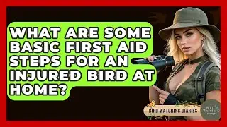 What Are Some Basic First Aid Steps For An Injured Bird At Home? - Bird Watching Diaries