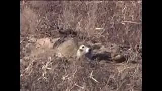 Spermophilus erythrogenys.flv