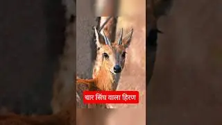 Baranwapara Wildlife Sanctuary CG | Jungle Safari & Wild Animals Chhattisgarh #cgsafar  #shorts