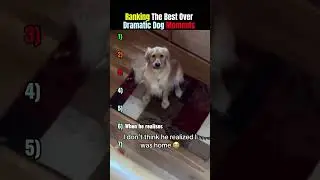 These Dogs Are WAY Too Dramatic 😂🐶#shorts