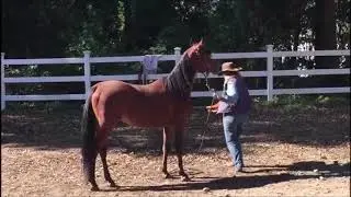First saddle On A Young Arabian Horse