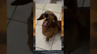 OMG 🐶🐶 #shorts #fun #fail #funny #funnyvideo #viral #viralvideo #funfails #funnymoments