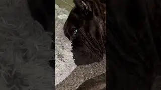 HES HAD INOFF… 😅 #canecorso #trending #shorts #funnydogs