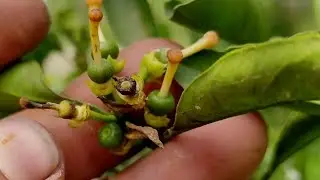 علت جمع شدن برگ مرکبات ودرختان میوه و راهکار/ازبین بردن مینوز و کنه ها تنها با یک ماده