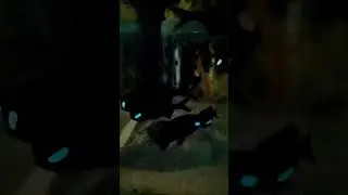Flashlight Marine Fish | The Insanegenix World | #marinelife #exoticfishes #theinsanegenicworld