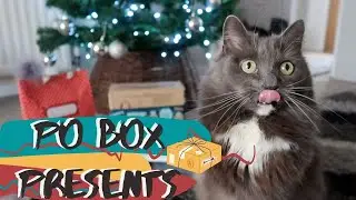 Excited Cat Opens Belated Christmas Presents | PO Box Presents