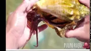 animales endemicos