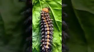 #nature #planetearth #wildlife #informationalvideo