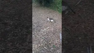 Stray cats run away in the forest