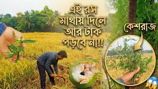 এই রস মাথায় দিলে টাক পড়বে না!! ধান কাটতে গিয়ে দারুণ জিনিস খুঁজে পেলাম!! 