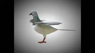 3D Model Pigeon Bird PBR Rigged Low poly at 3DExport.com