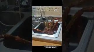 This Crab Is Already Dead, It Just Doesn&rsquo;t Know It ☠️ #interesting
