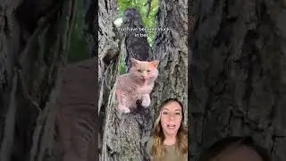 Professional tree climber saves cats and asks for NOTHING in return
