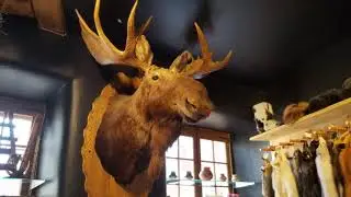 CANADA ORIENTALE avvistamento balene!
