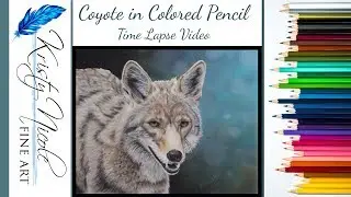 Drawing a Coyote in Colored Pencil